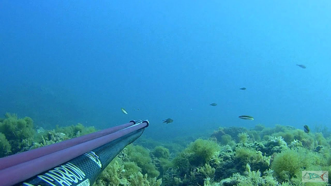 pescasub - Dentice enorme all'aspetto - Claudio Basili