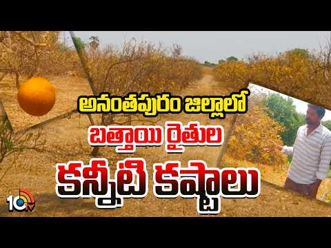 Anantapur Battaayi Farmers Suffer Huge Losses | అనంతపురం జిల్లాలో బత్తాయి రైతుల కన్నీటి కష్టాలు - 10TVNEWSTELUGU