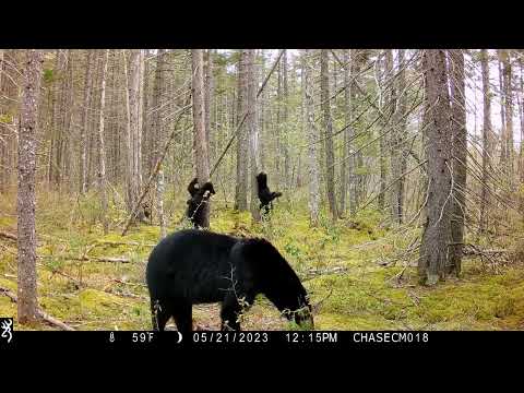 ვიდეო: დათვების ბუნა ხეებში?