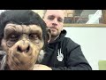 Planet of the ape realistic chimp monkey mask by bump in the night studios