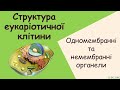 Структура клітини. Одномембранні  і немембранні органели