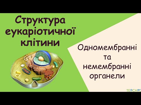 Структура клітини. Одномембранні  і немембранні органели