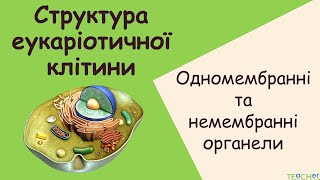 Структура клітини. Одномембранні і немембранні органели