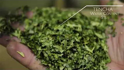 Production of a Japanese Green Tea, Tencha.