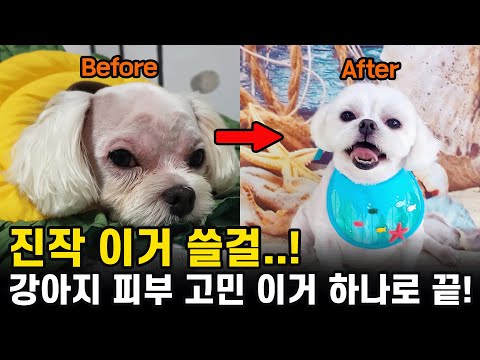 강아지 샴푸 추천 피부가 예민한 강아지라면 이 샴푸 꼭 사용해야 합니다