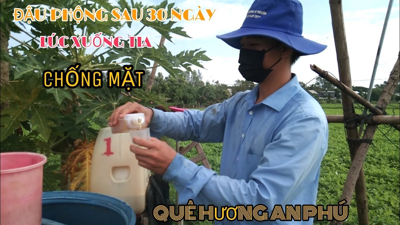 ĐẬU PHỘNG SAU 30 NGÀY XUỐNG TIA
