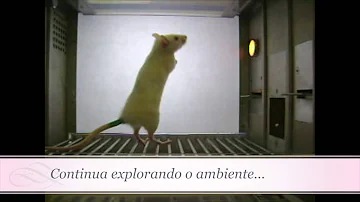 O que seria nível operante?