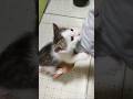 危うく落っこちそうになり焦りました🤣 #kitten #cat #好きな子猫 #cute #子猫 #kitty #保護猫 #猫好きさんと繋がりたい #ねこ #猫のいる生活 #かわいい #gatto