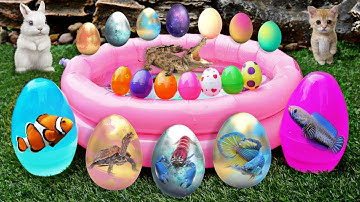 Bắt cá cảnh dễ thương, cá koi, cá rồng, bọ ú, rùa bảy màu, kì nhông, chuột