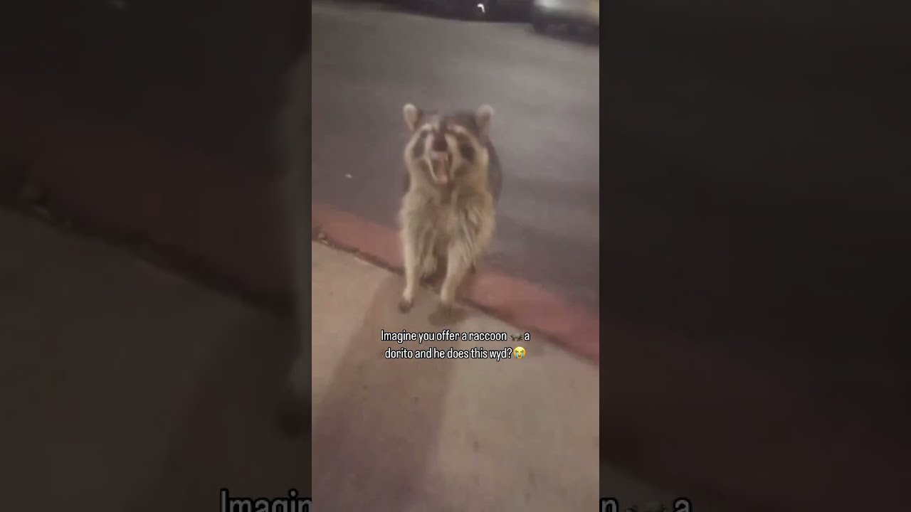 Imagine You Offer A Raccoon Dorito And He Does This 