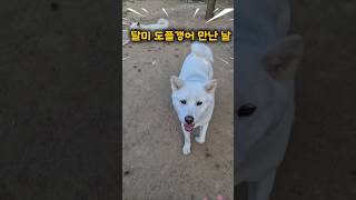 아니 너 누구야??? #도플갱어#진돗개#jindodog#Kdog#강아지일상