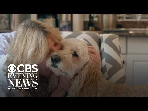 Lost pet recovery specialist reunites 66-year-old widow with her dogs after car accident