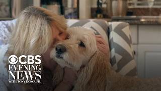 Lost pet recovery specialist reunites 66-year-old widow with her dogs after car accident