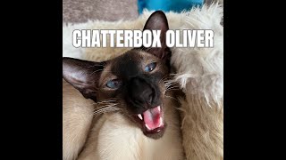OLIVER the Siamese cat, ENJOYS CHATTING AND RESPONDING BACK