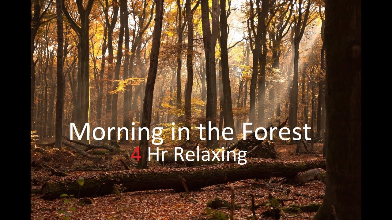 Morning in the Forest: 4 HOURS of Relaxing Nature Music Birds Sounds ...