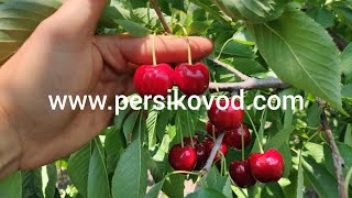 Черешня Феровия www.persikovod.com