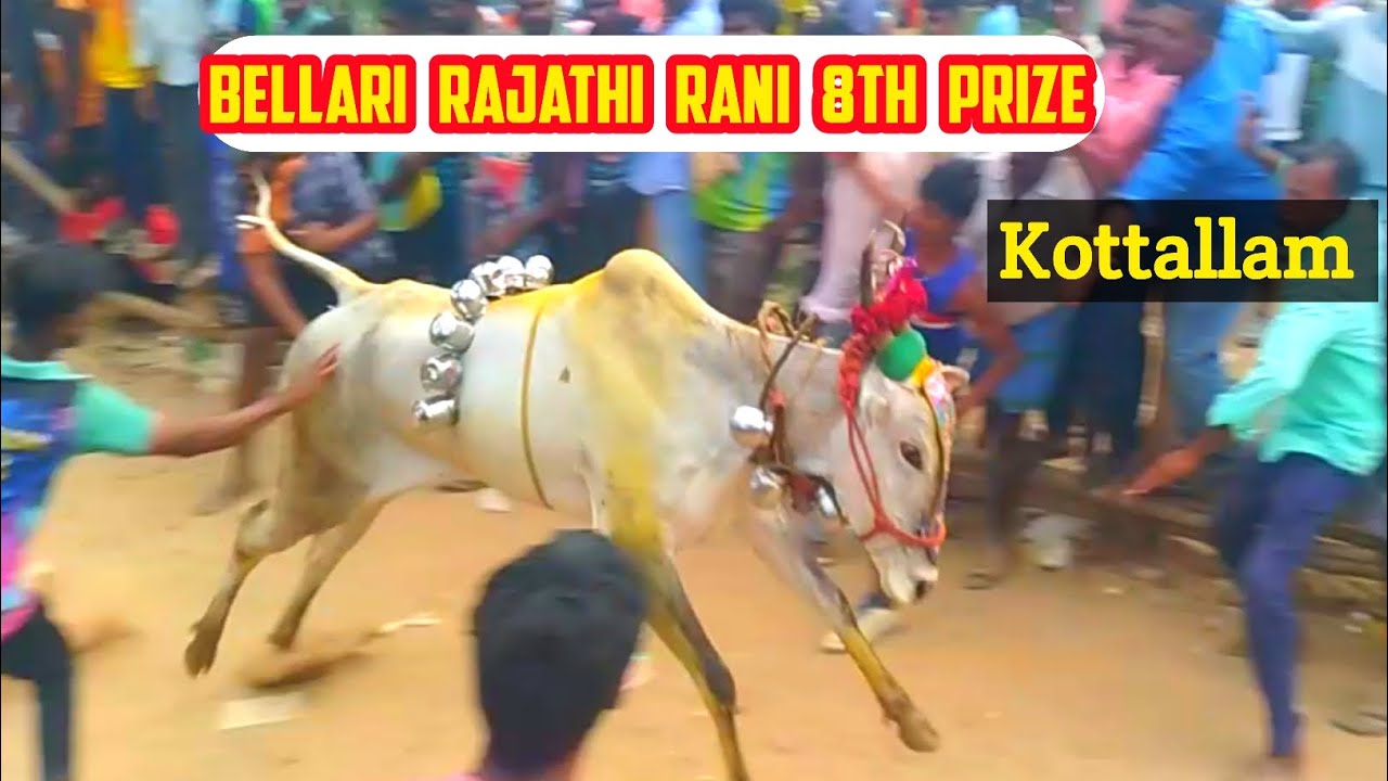 ||Bellari Rajathi Rani 10.30sec ||7th prize ||kottallam street Andhra ...