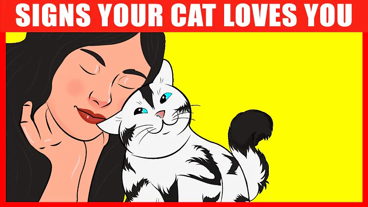 14 Unmistakable Signs Your Cat Really Loves You - DayDayNews