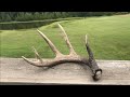 Antler Repair - Fixing Up An Old/Chewed Whitetail Shed