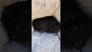 Celebrity Cluster of Daddy Longlegs #shorts Net Worth