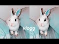 vlog: cleaning, free roaming my bunny :)
