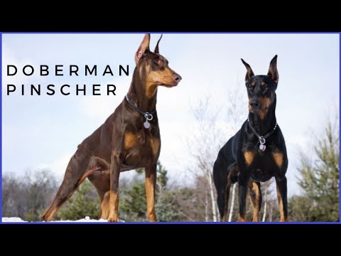 Doberman Pinscher – Gai Góc Nhưng Thông Minh Và Trung Thành