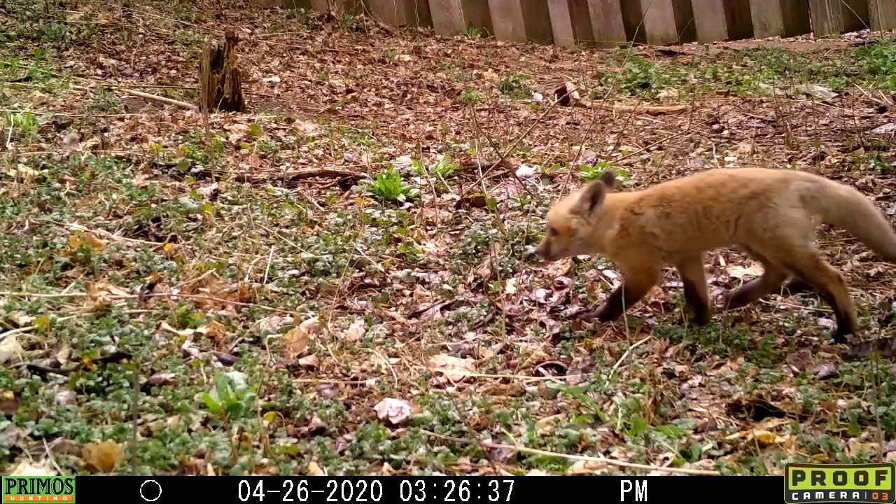 Fox Den Trail Camera 4/25 to 4/28/2020 YouTube