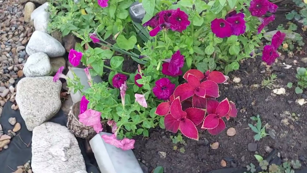 Живая природа в моём саду с пением птиц и цветами