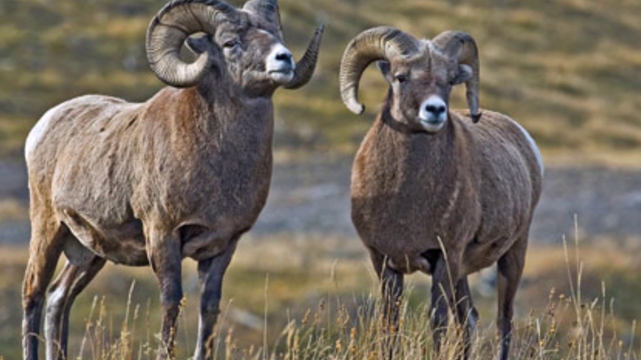 Poaching of wildlife