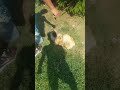 Qeni Pikinez Qeni Pikinez
