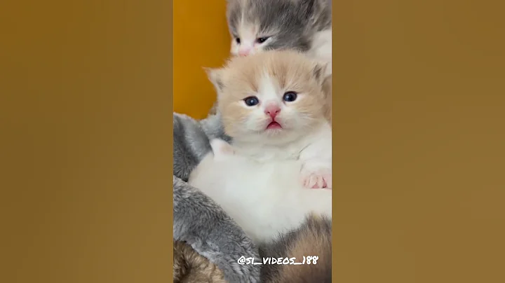 Video 11347031: kitten kitty love cute, kitten kitty cute baby, kitten kitty cute funny, kitten cute pets, kittens cute sweet