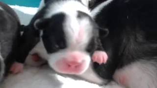 Adorable Babies Newborn Boston Terriers Born From Slip Mating