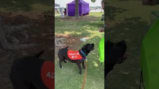 Meet 64961A Sadie A Terrier, American Staffordshire Currently Available For Adoption 6212023 100