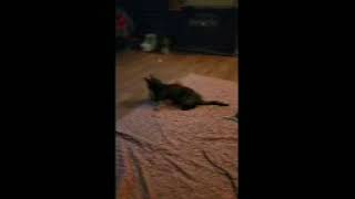 Video of adoptable pet named Pebbles (F) and spanky (M)