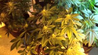 Mr. Spliffs garden part 1