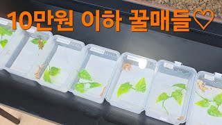 10만원 이하지만 개이쁜 아이들을 모아봤습니다.