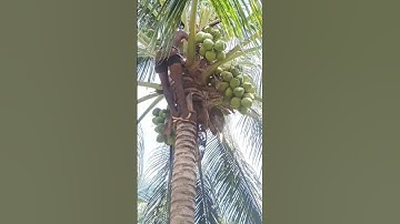 coconut cutting 🌴❤️#youtubeshorts#shorts#reels#youtube#coconut#amazing#video#tamil#trending #nature