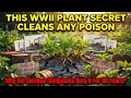This WWII Plant Secret Cleans Any Poison. Why Did Cleanup Companies Bury It For 80 Years?