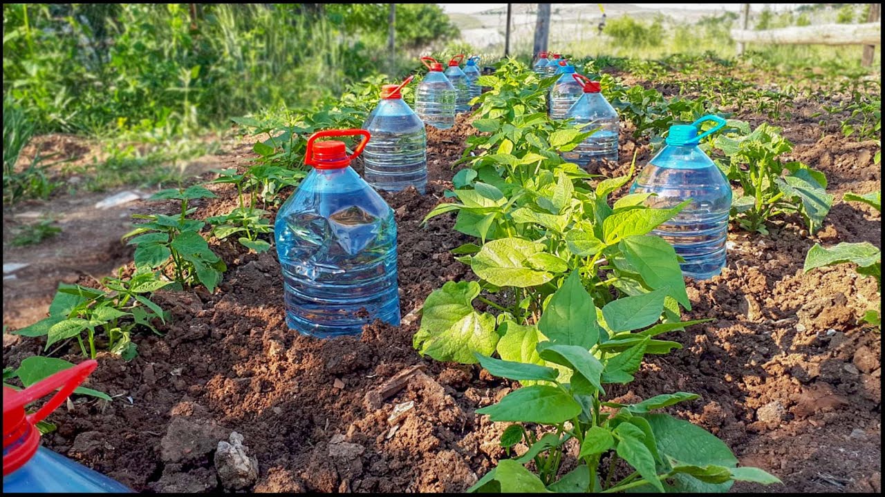 5 Lt Plastik Pet ie ile otomatik Damla sulama sistemi