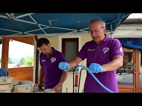 La marchiatura del "formaggio delle viole" Plaisentif prima della Fiera di Perosa Argentina