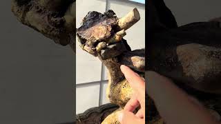 M169. Phôi duối glae. Giá 1500k ae thich lh Zalo 0362304880 #bonsai #câycanh