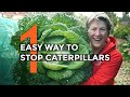 How to Protect Brassica Without Using Chemicals | Organic Pest Control