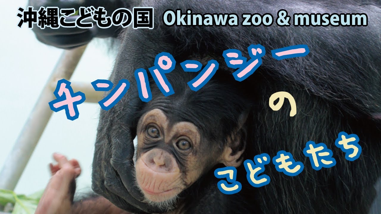 どうぶつたち【チンパンジーのこどもたち】ANIMALS in Okinawa Zoo