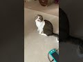 🐈怒った猫が話しかけてきました #shorts