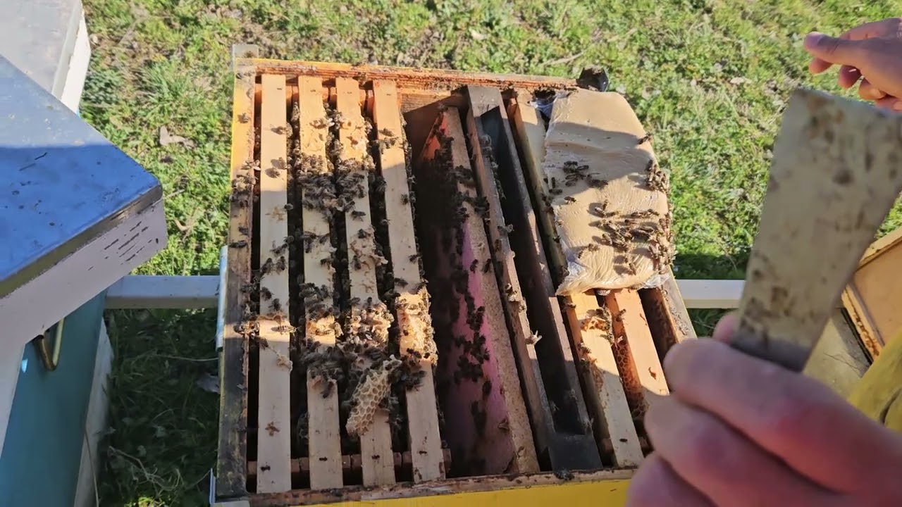 Apocalipsa la albine.Albinele in 19 martie 2025!