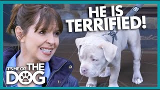 Bulldog Pup Scared To Step Out | It's Me or The Dog