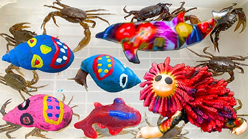 Kem Ốc Chanel review các sinh vật biển: cá mập, cá đuối, săn ốc sên màu sắc cứu thú cưng con chó.