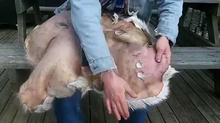 (Part 3 Final) Hair-On Brain Tanned Deer Skin