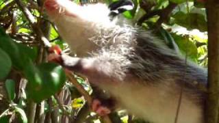 Baby Opossum Climbing Experience