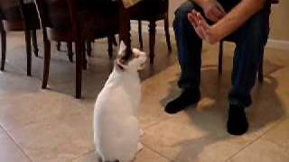 Highfive.AVI